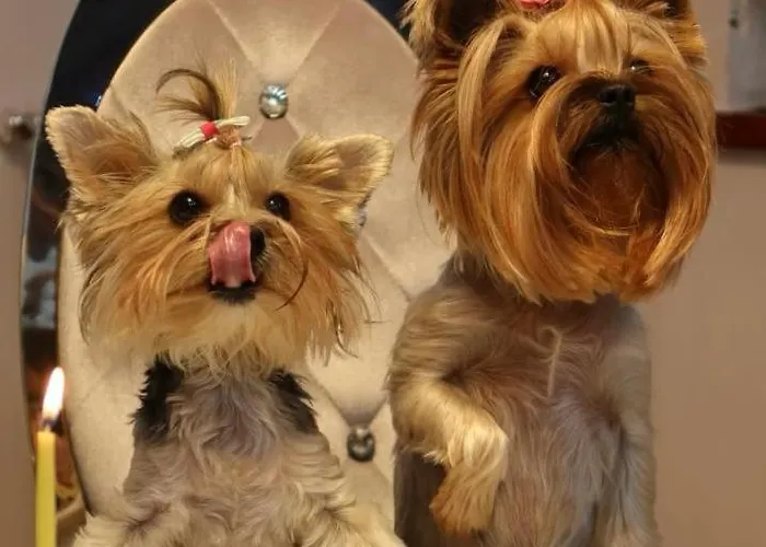 2-pokojowy Diva Prywatny Apartment